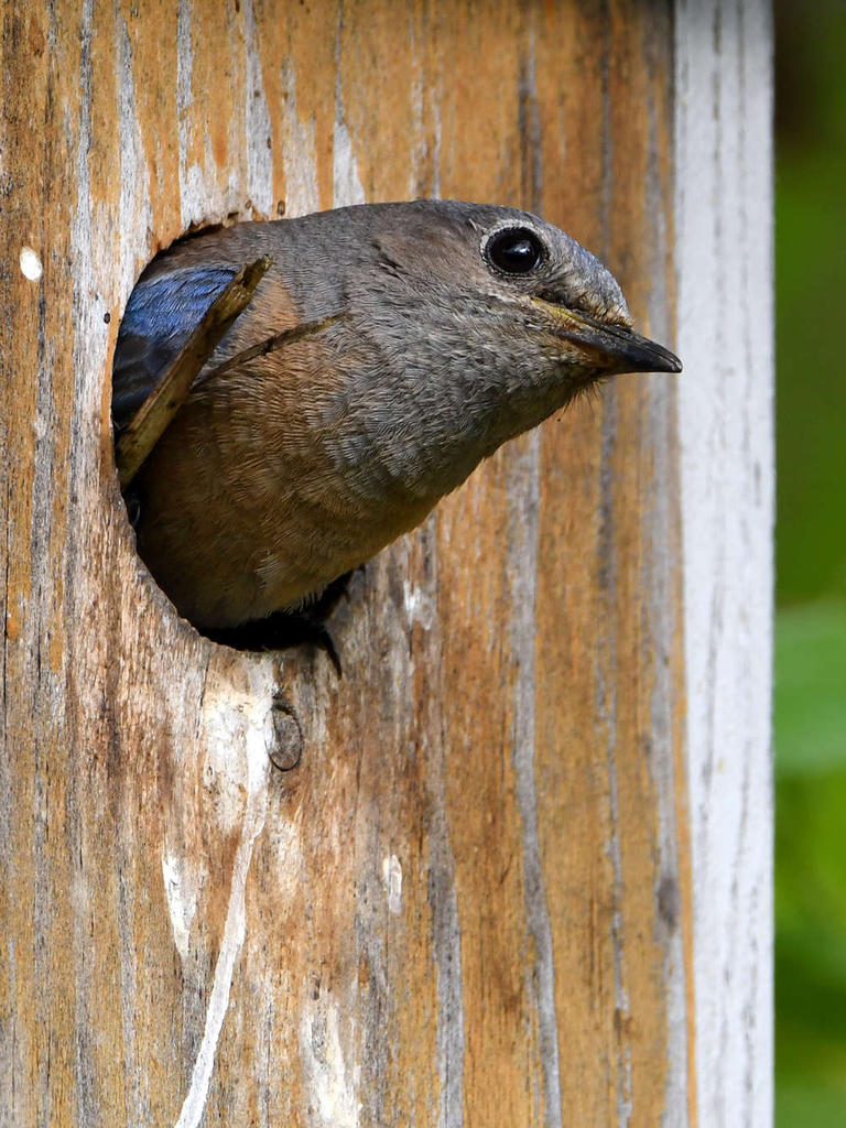 Bluebird.jpg
