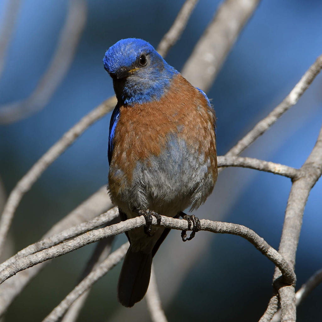 Bluebird.jpg