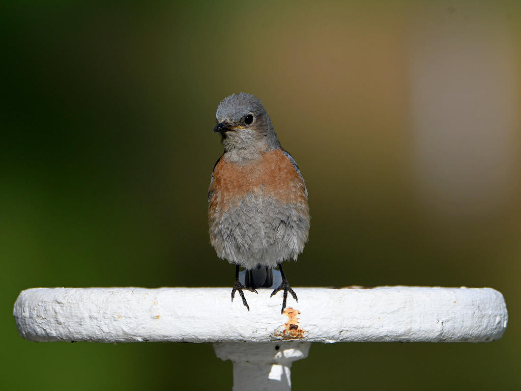 Bluebird.jpg