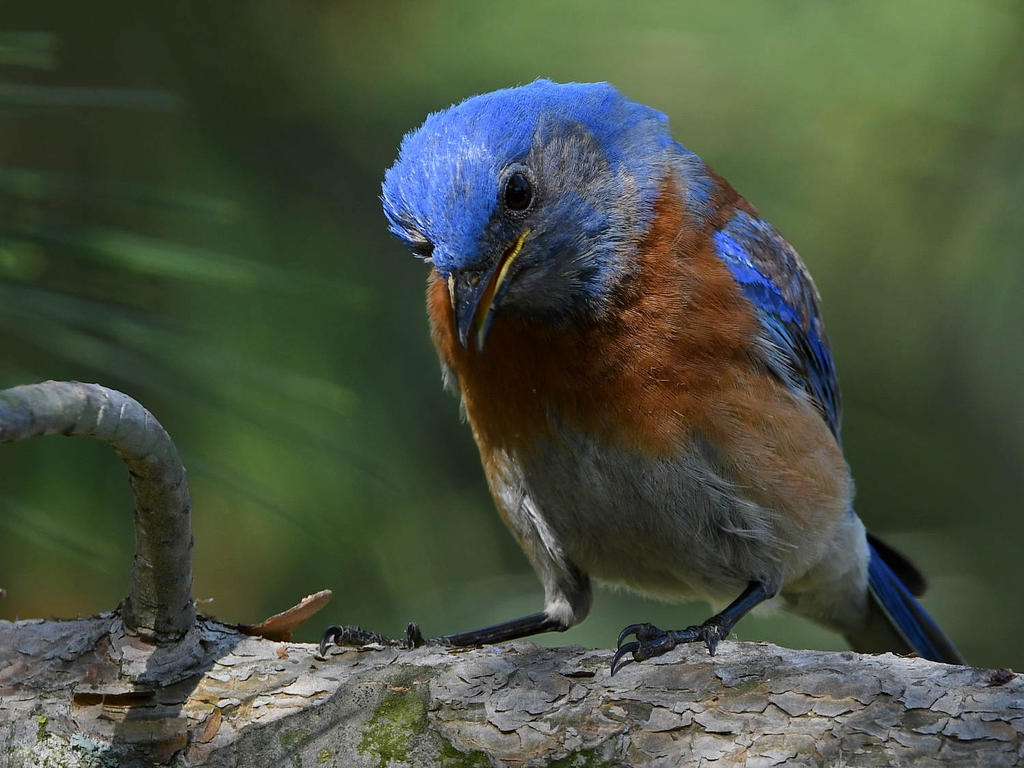 Bluebird.jpg