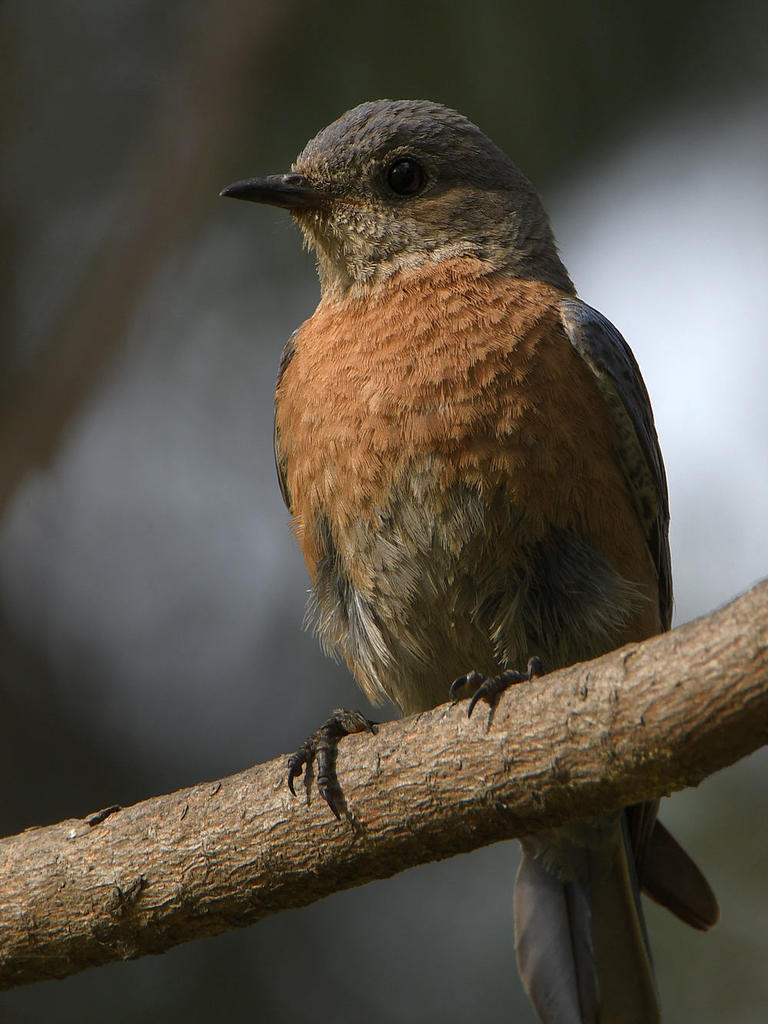 Bluebird.jpg