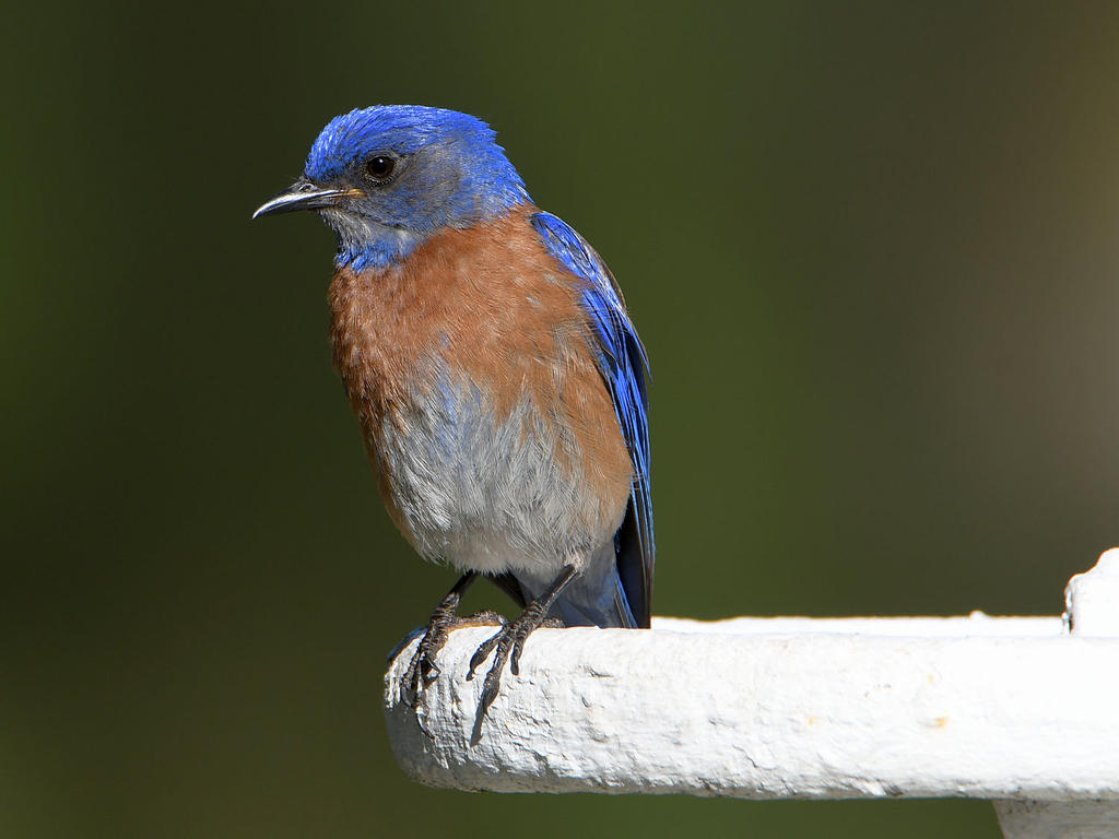 Bluebird.jpg
