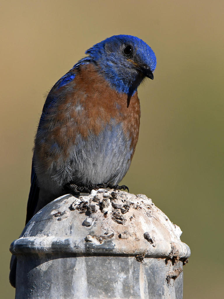 Bluebird.jpg