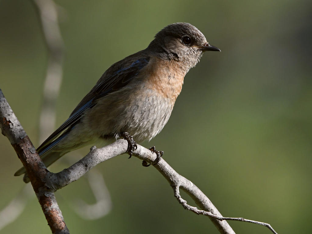 Bluebird.jpg