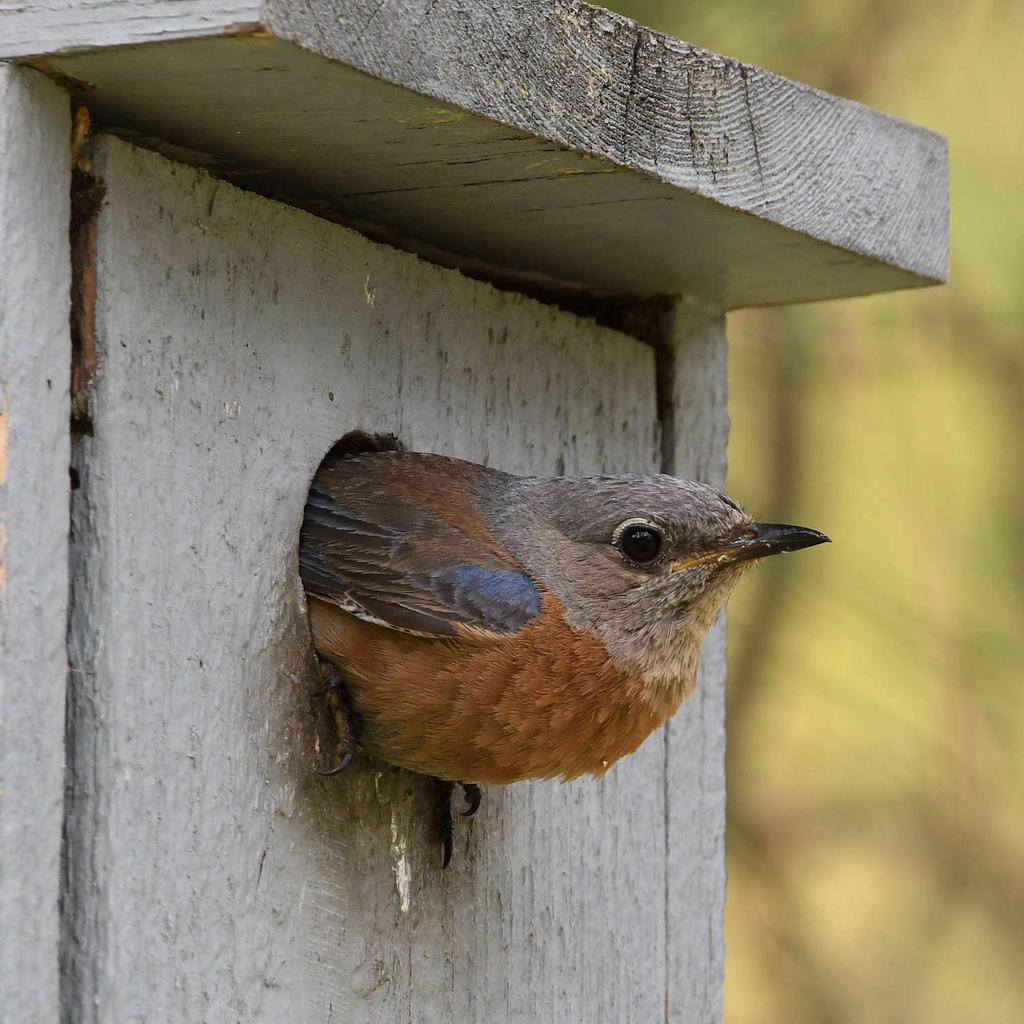 Bluebird.jpg