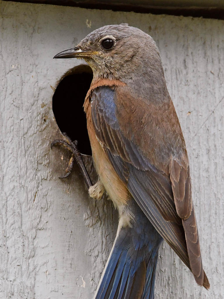 Bluebird.jpg