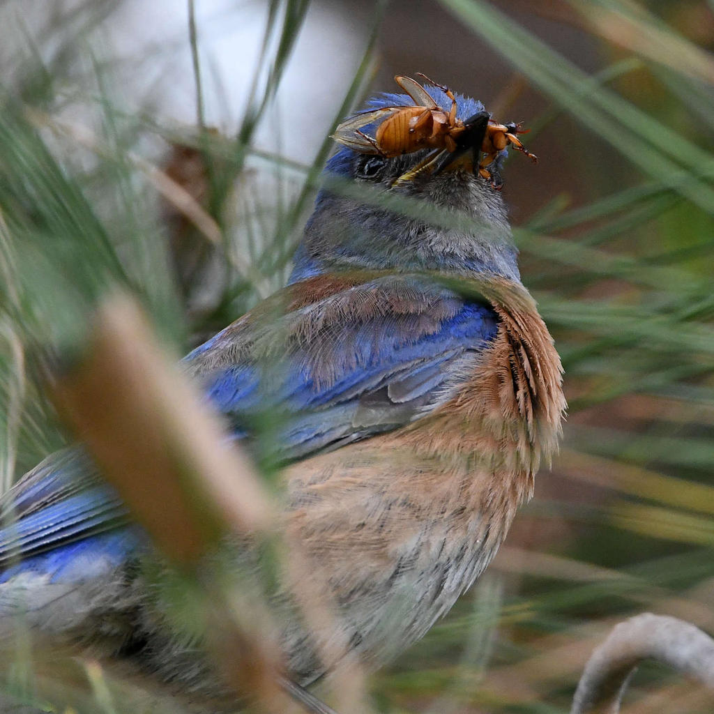Bluebird.jpg