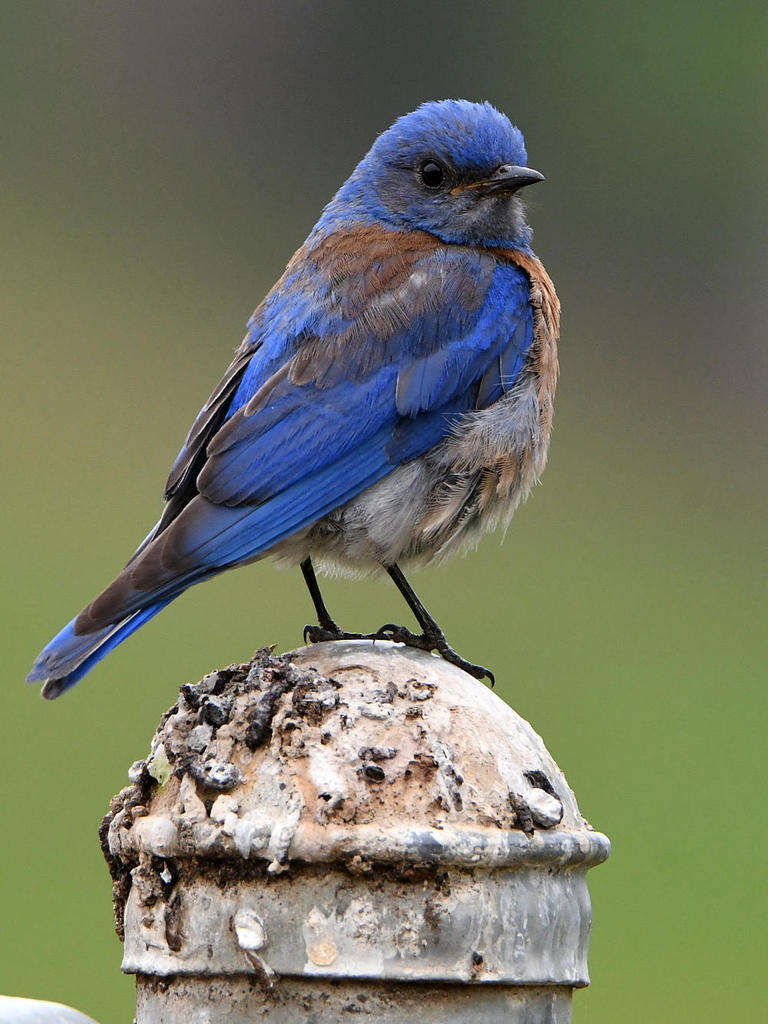 Bluebird.jpg