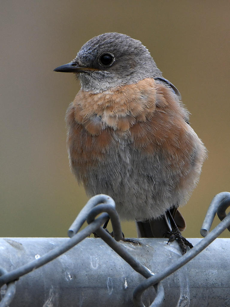 Bluebird.jpg