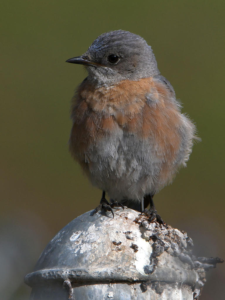 Bluebird.jpg