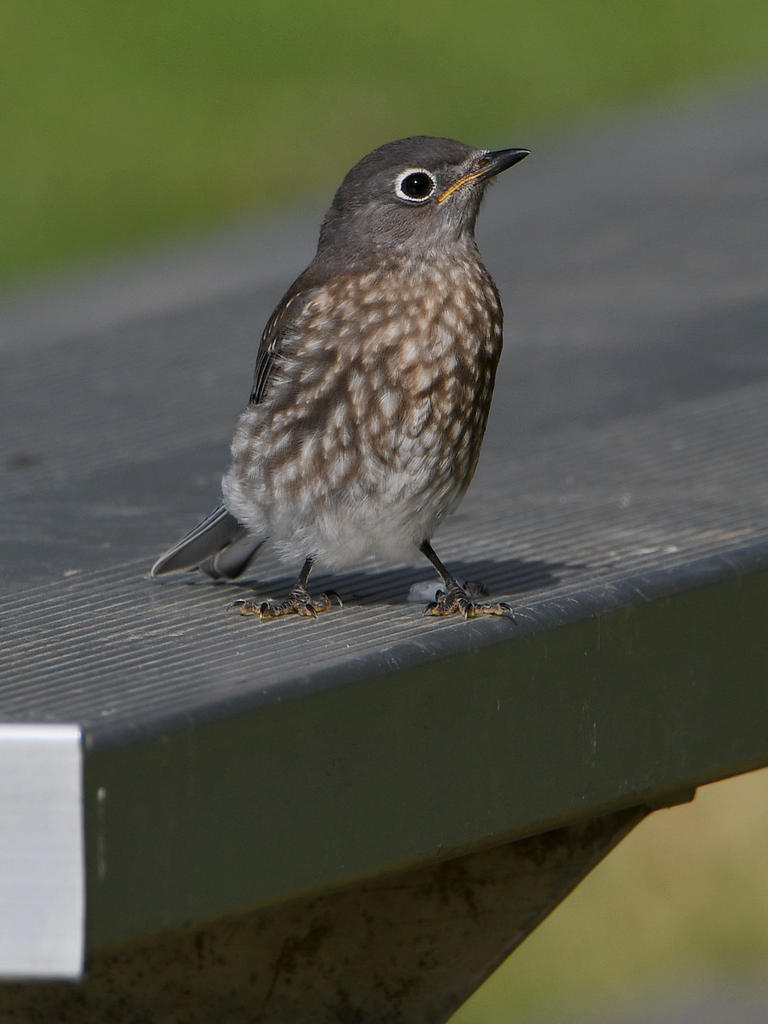Bluebird.jpg