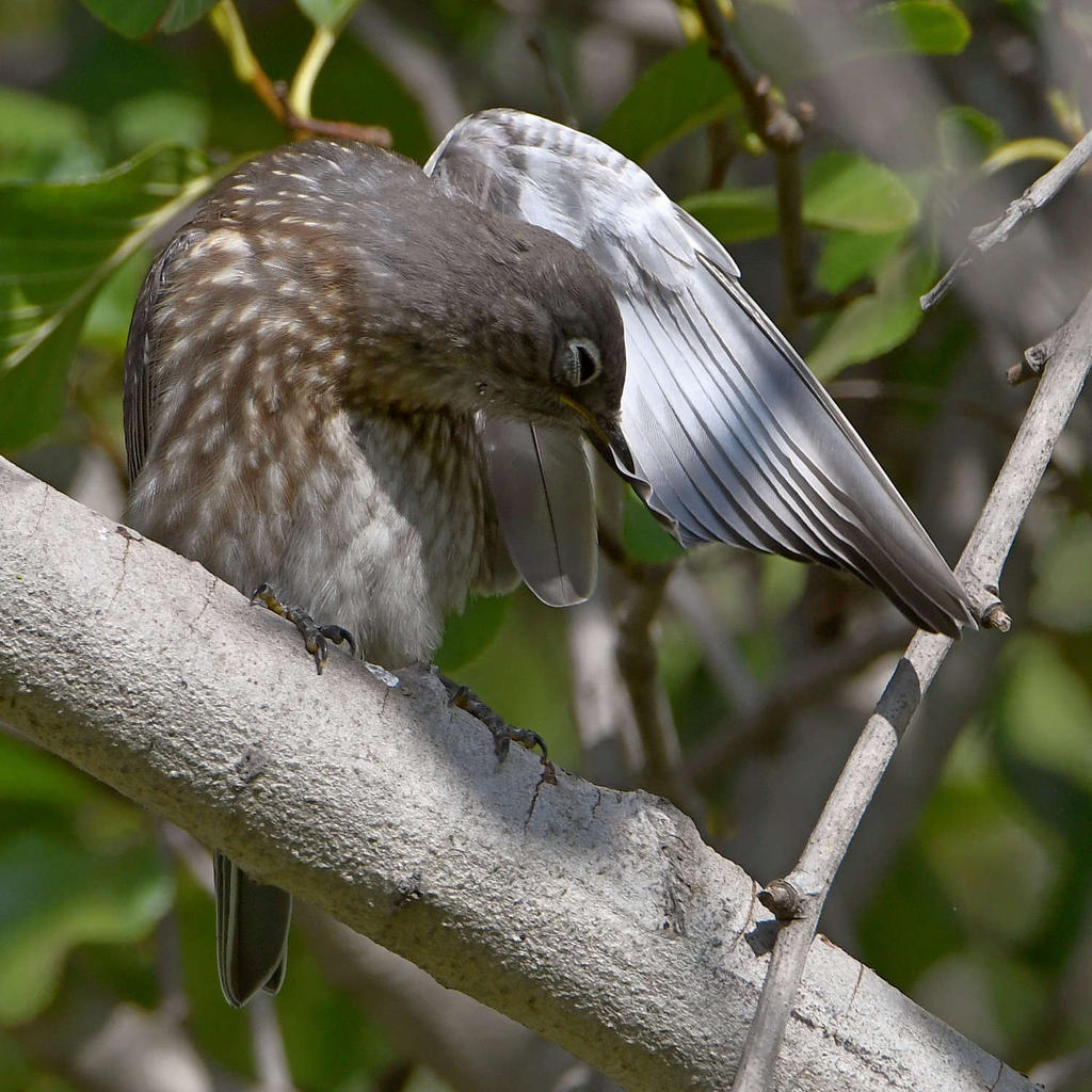 Bluebird.jpg