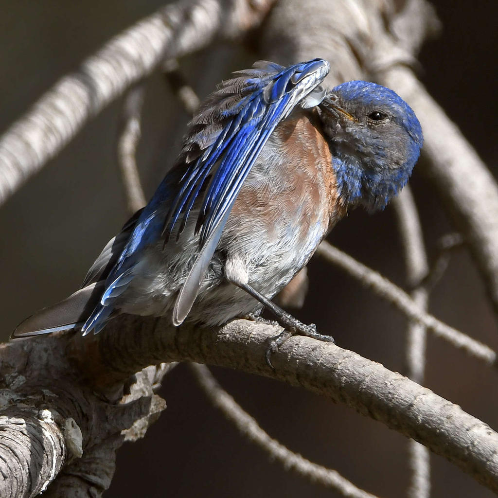 Bluebird.jpg