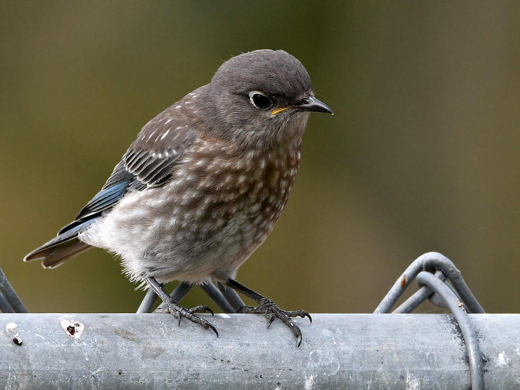 Bluebird.jpg