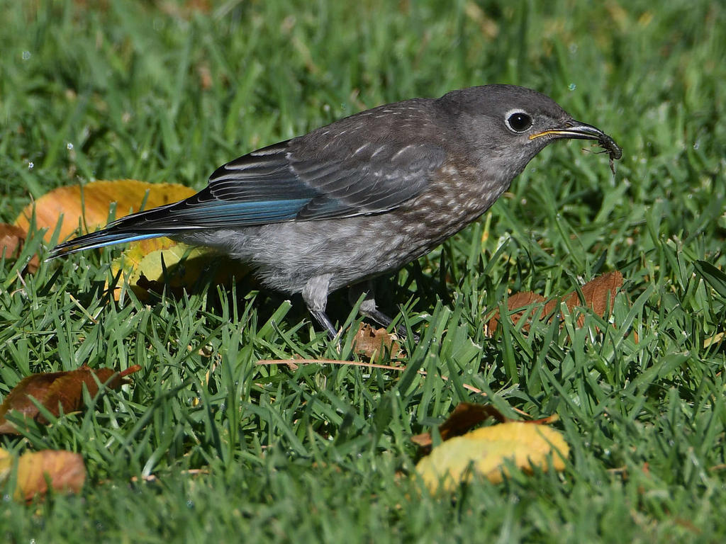 Bluebird.jpg