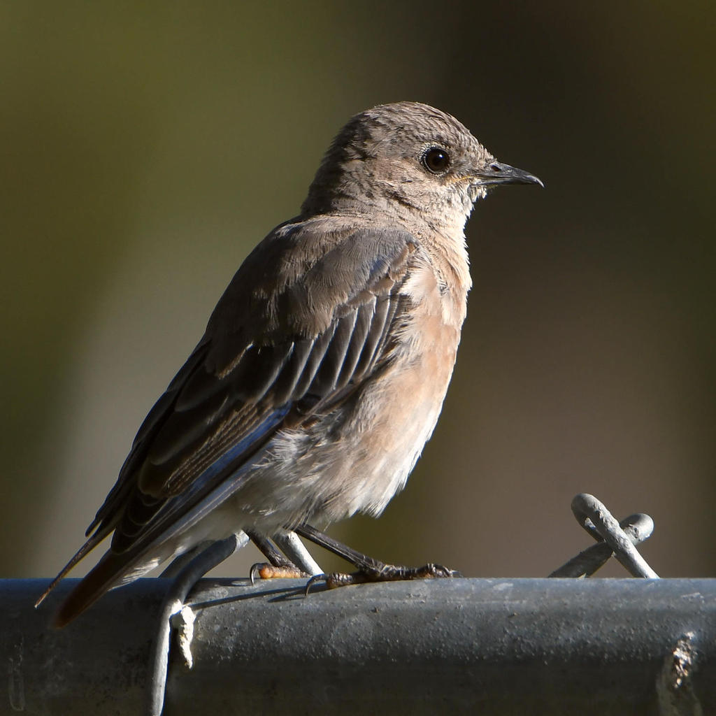Bluebird.jpg