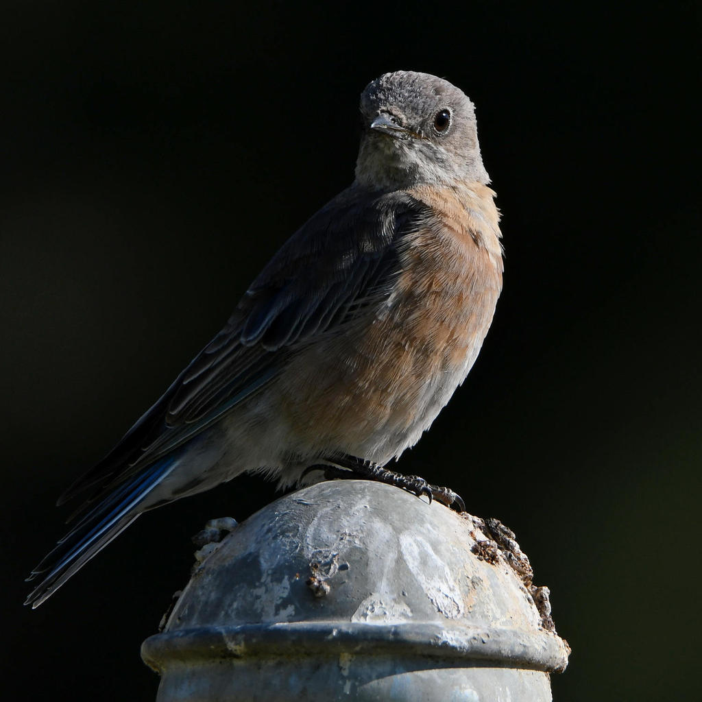 Bluebird.jpg