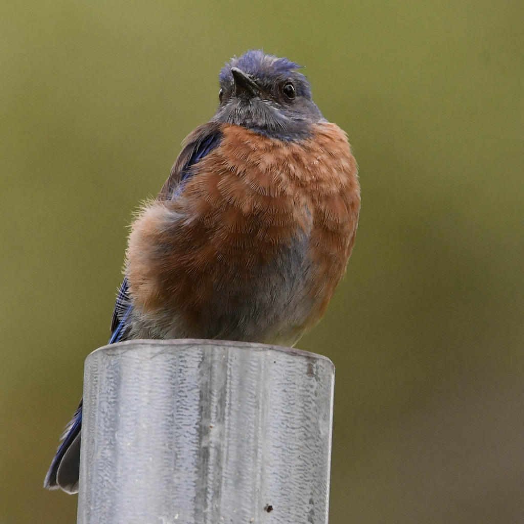 Bluebird.jpg