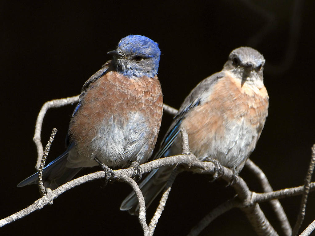 Bluebird.jpg