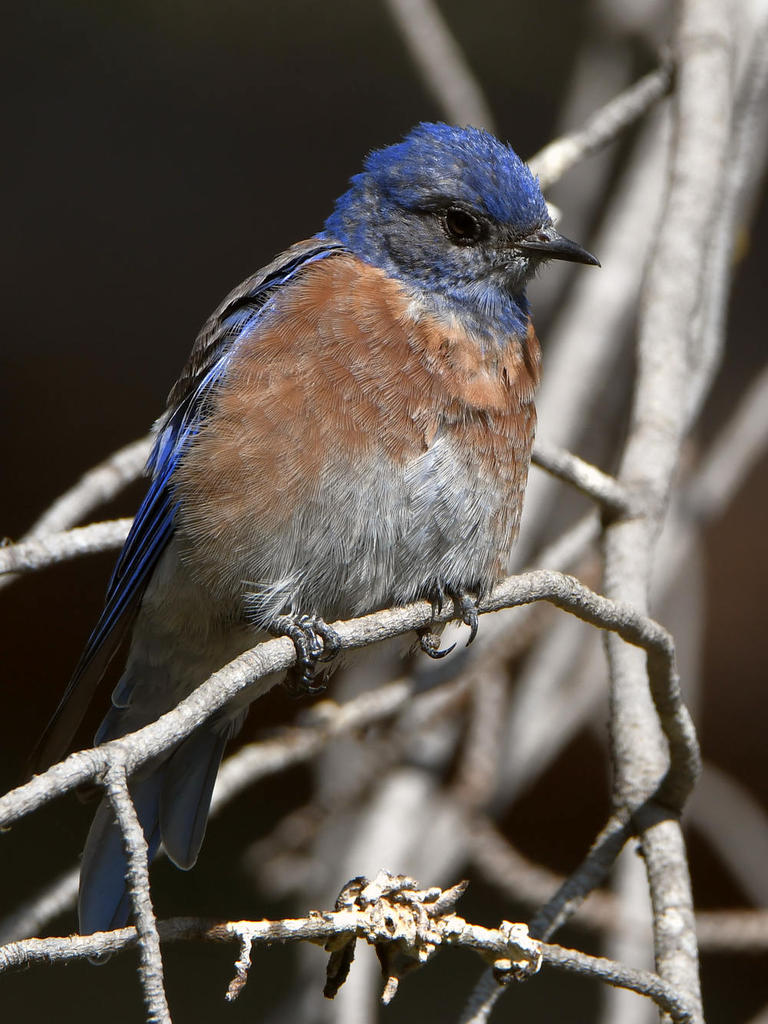 Bluebird.jpg