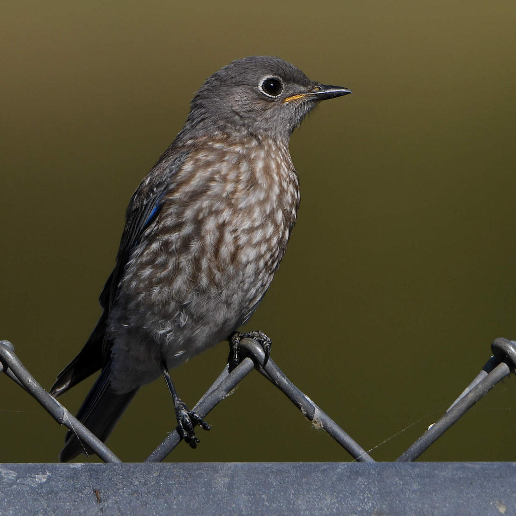 Bluebird.jpg