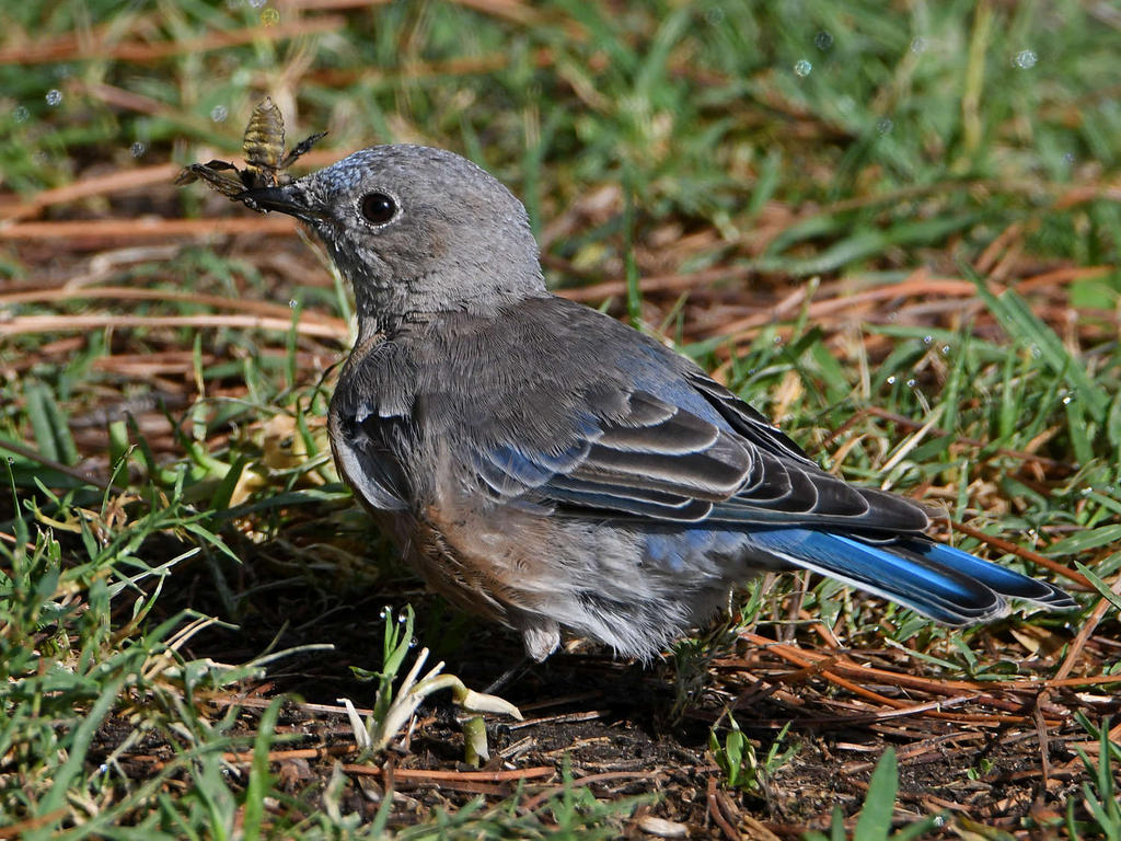 Bluebird.jpg
