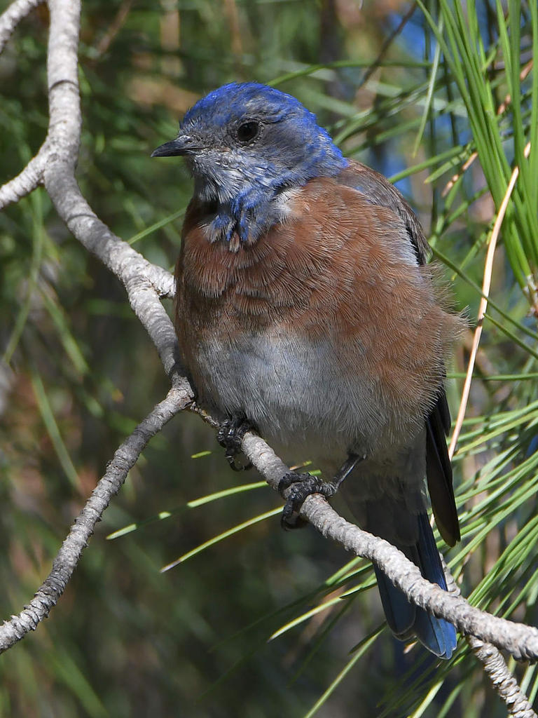 Bluebird.jpg