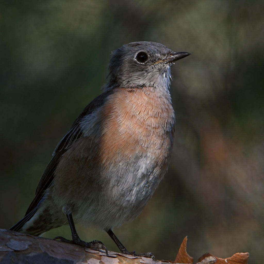 Bluebird.jpg