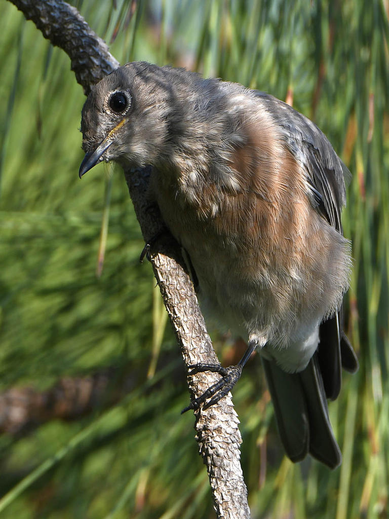 Bluebird.jpg