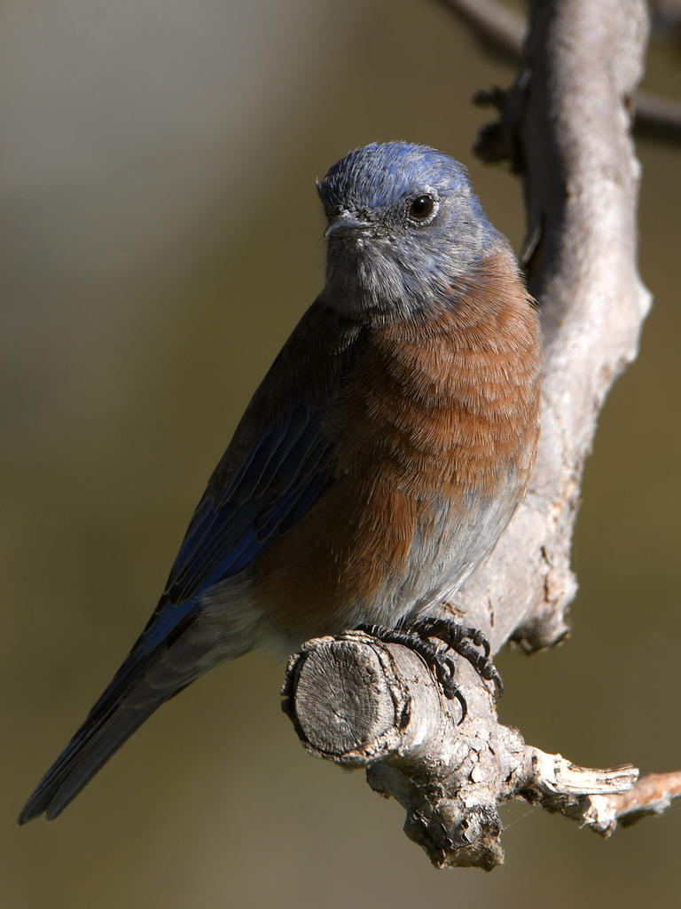 Bluebird.jpg