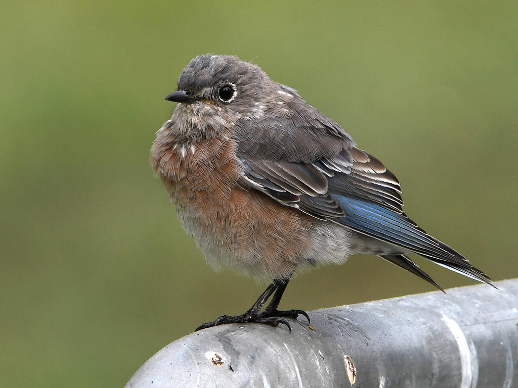 Bluebird.jpg