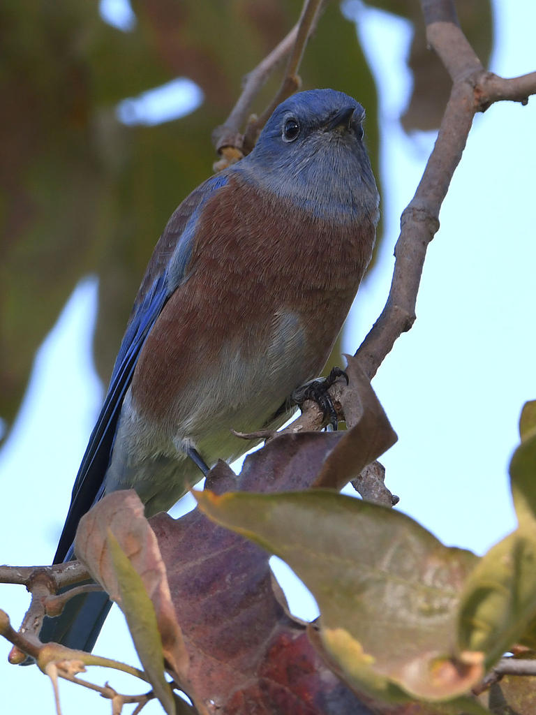 Bluebird.jpg