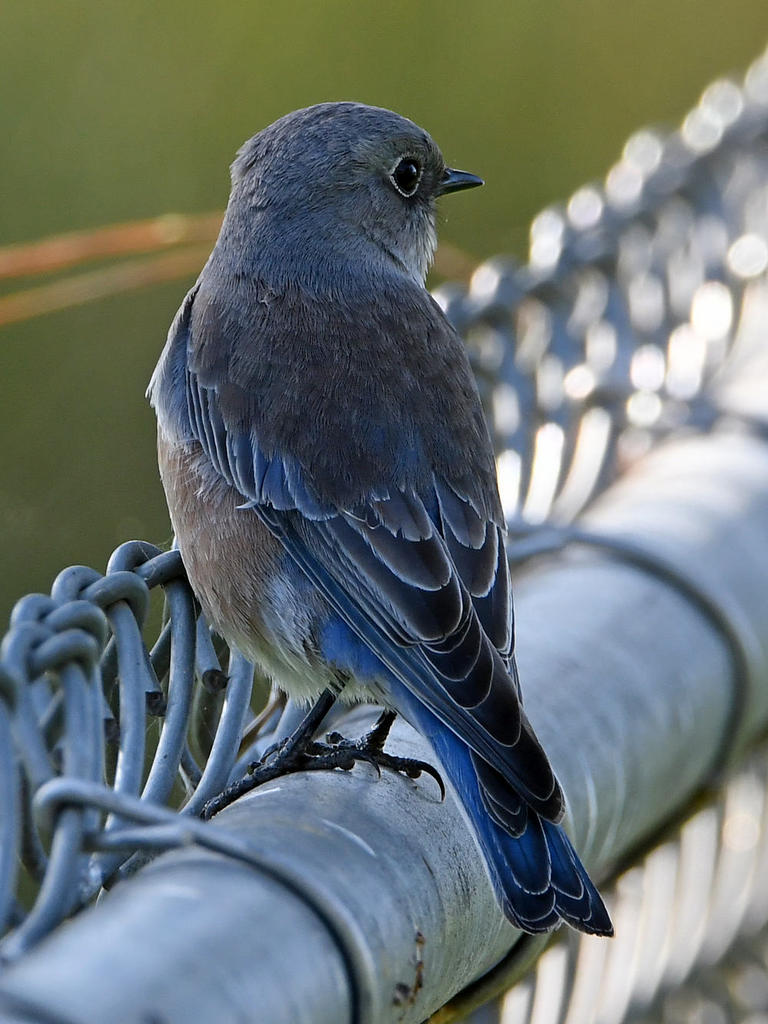 Bluebird.jpg