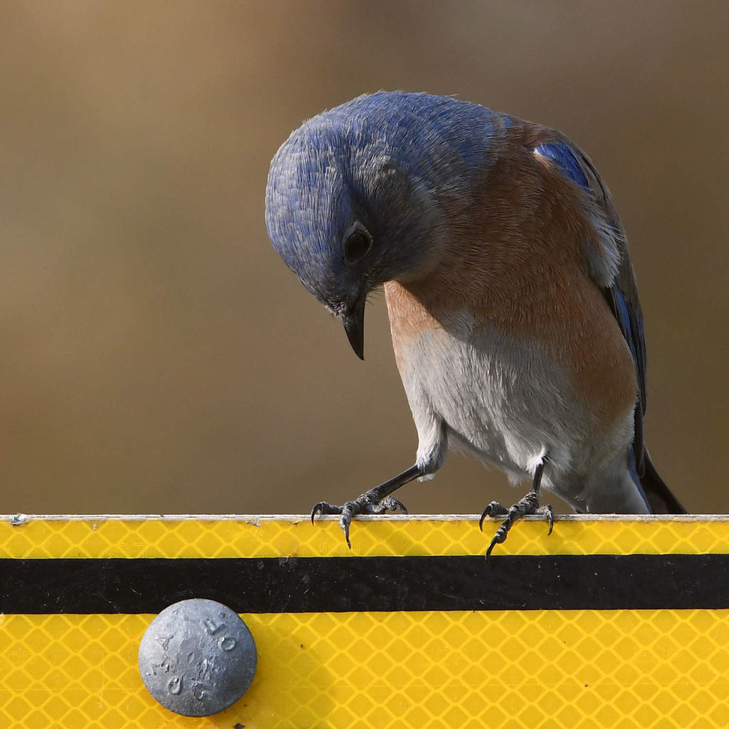 Bluebird.jpg