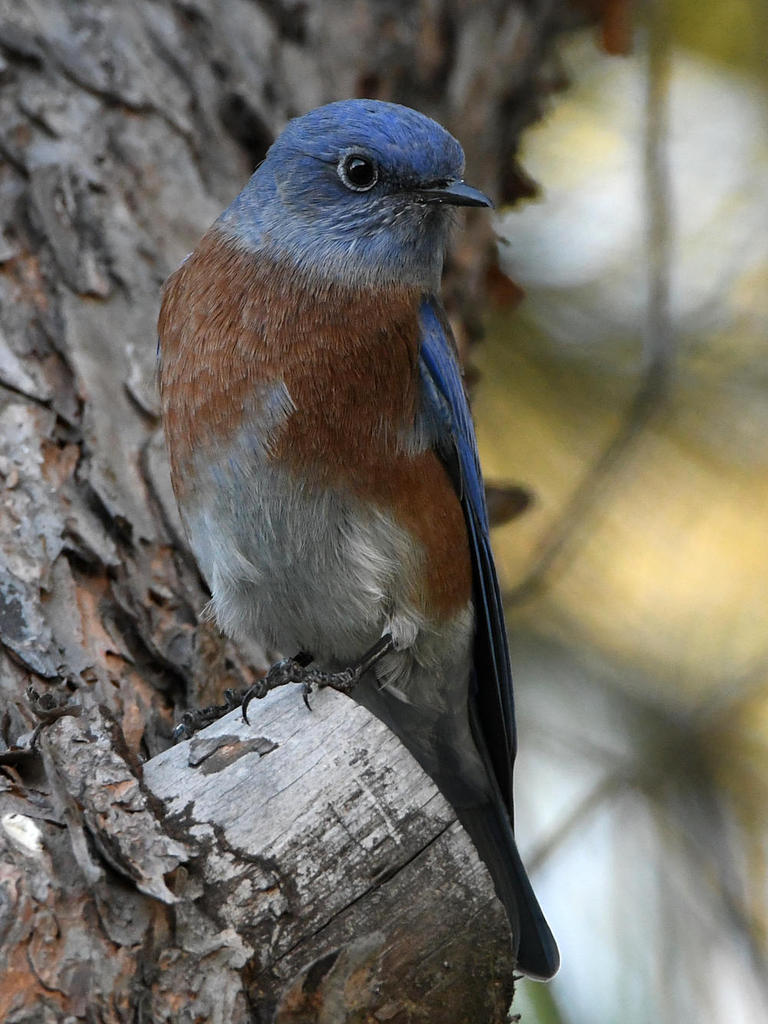 Bluebird.jpg