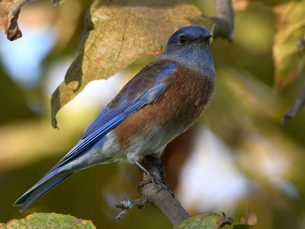 Bluebird.jpg