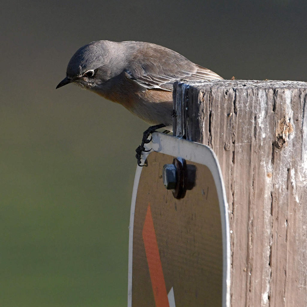 Bluebird.jpg