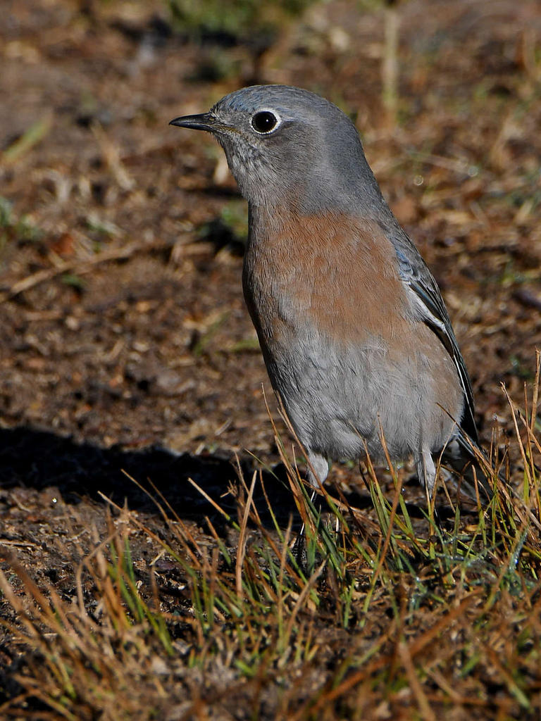 Bluebird.jpg
