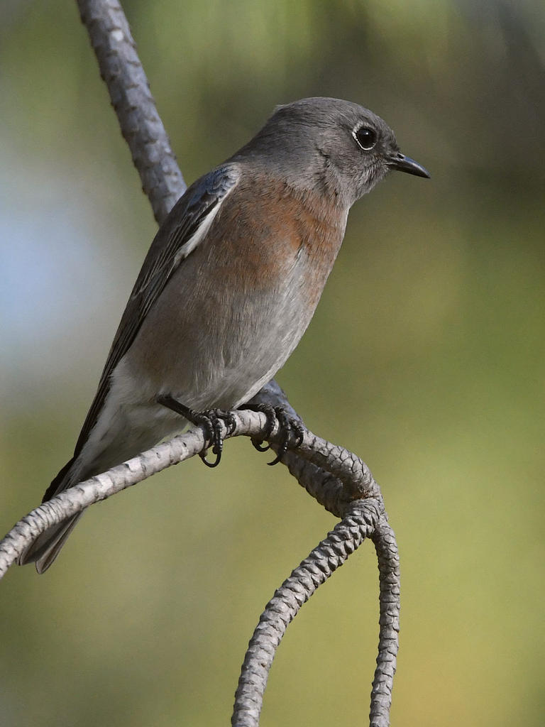 Bluebird.jpg