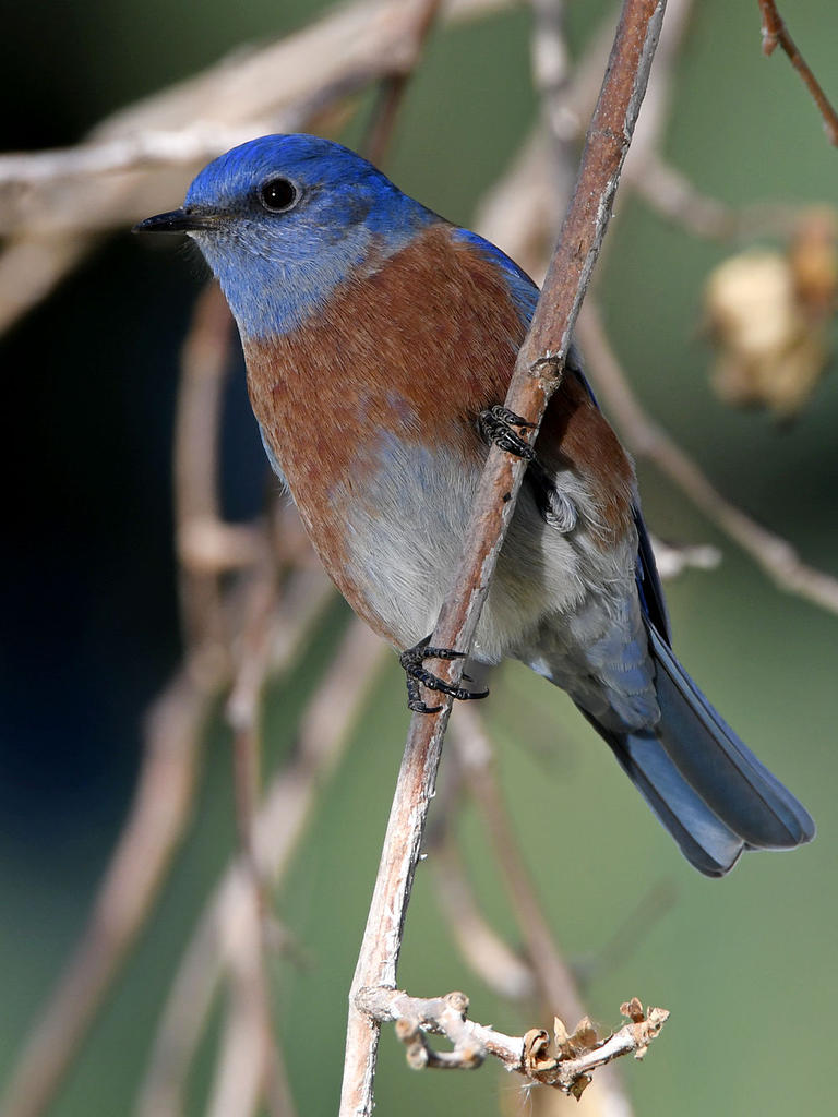 Bluebird.jpg