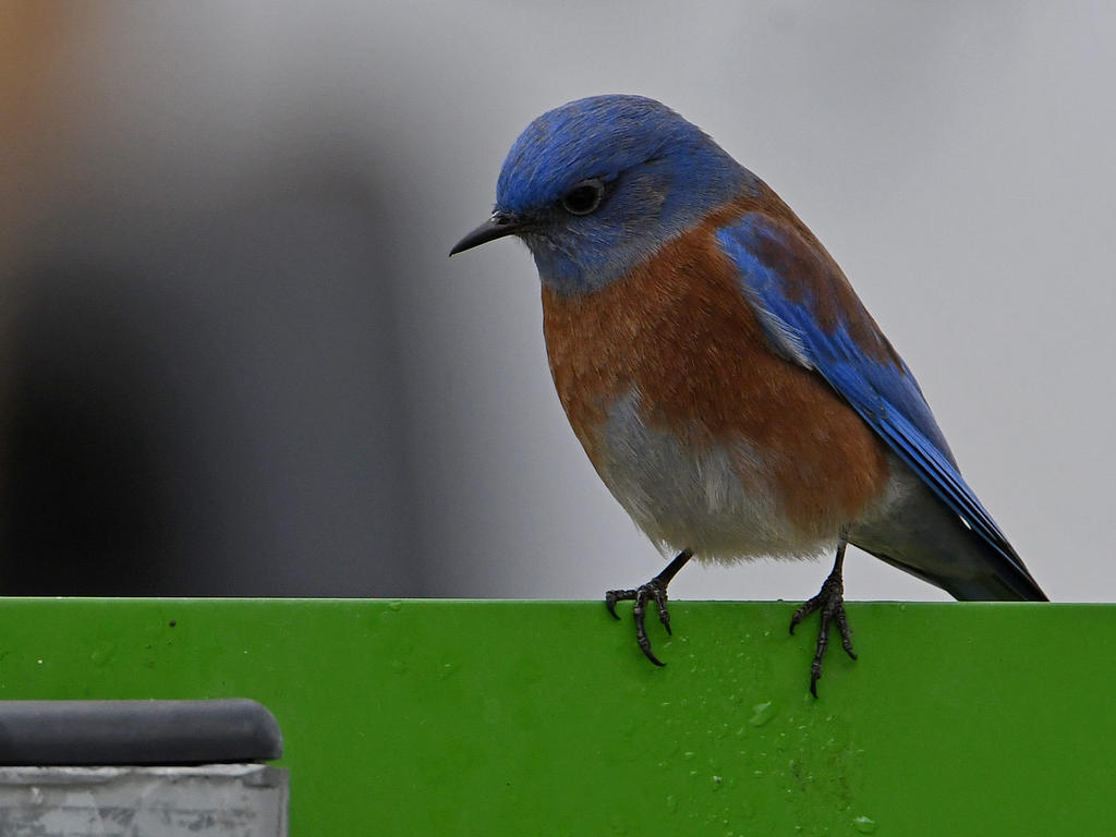 Bluebird.jpg