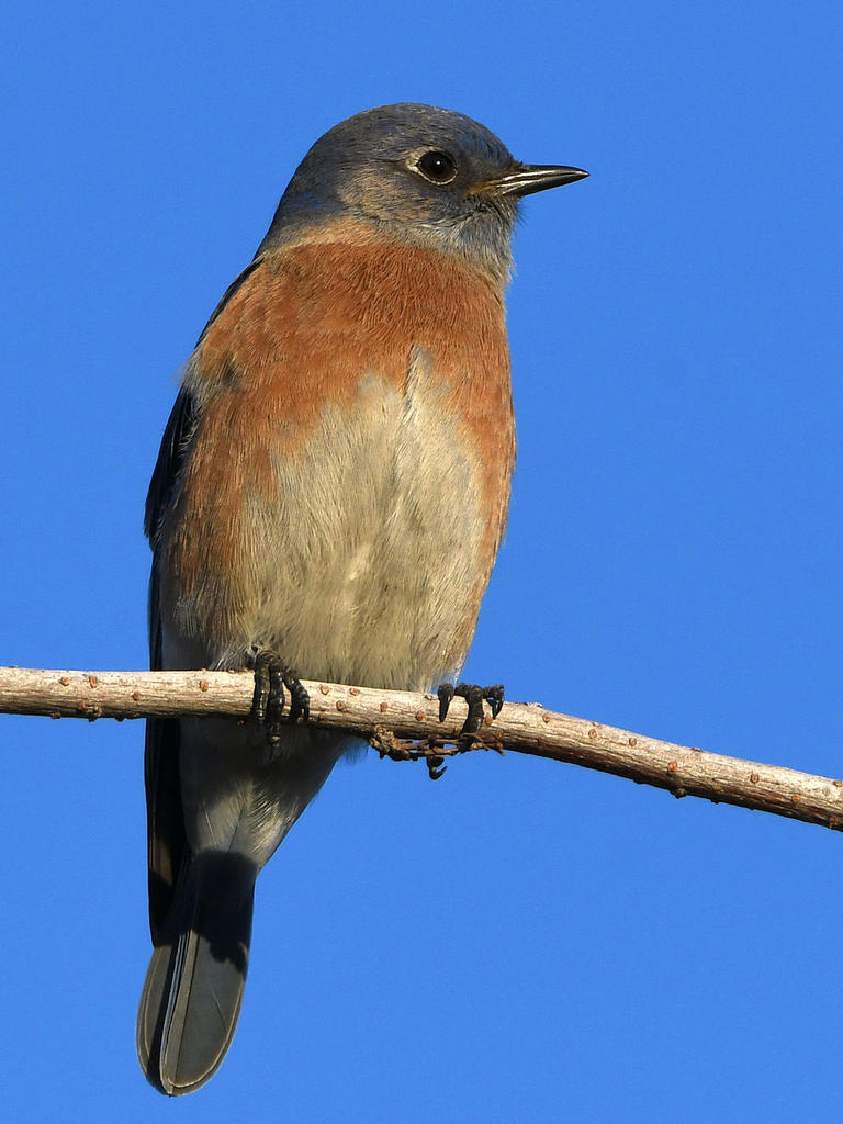 Bluebird.jpg