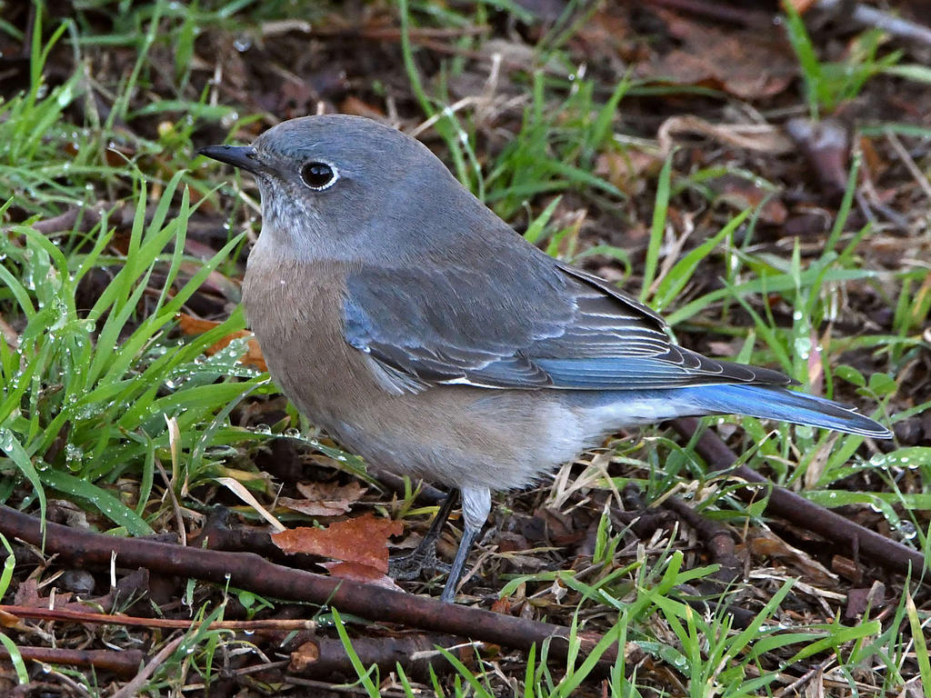 Bluebird.jpg