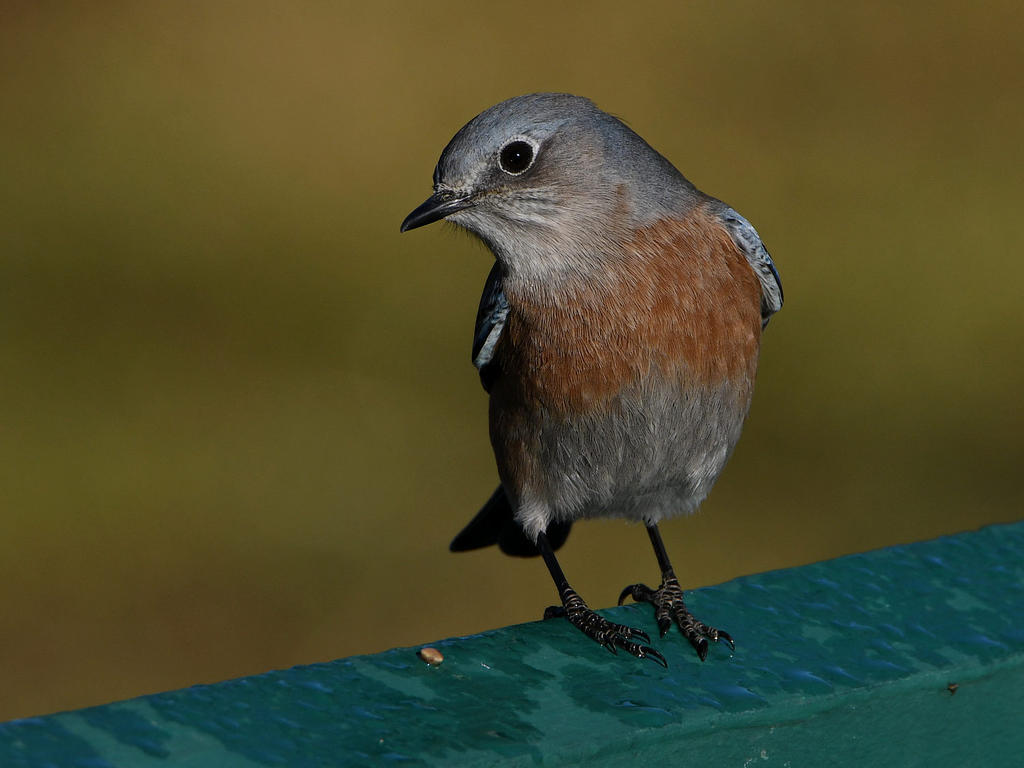 Bluebird.jpg