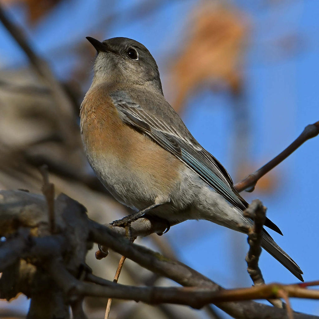 Bluebird.jpg