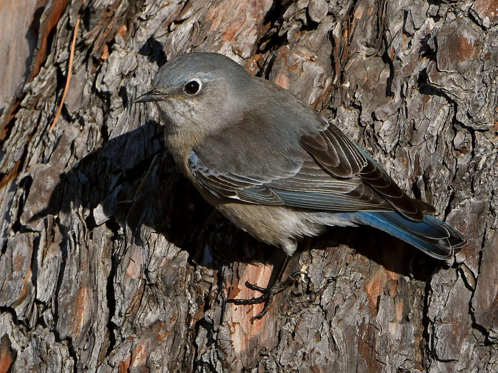 Bluebird.jpg