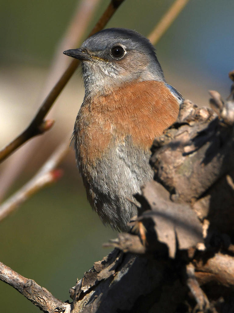 Bluebird.jpg