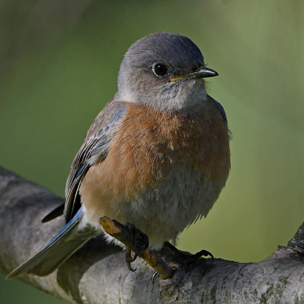 Bluebird.jpg