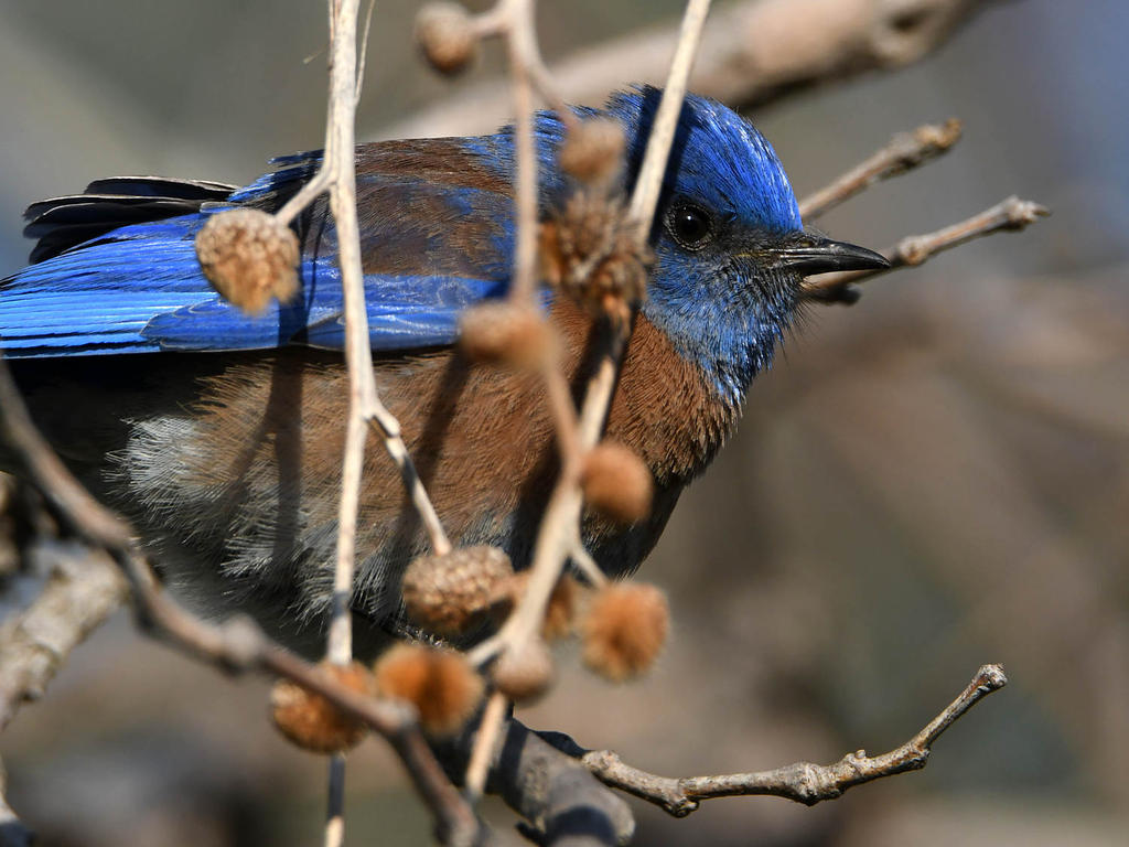Bluebird.jpg