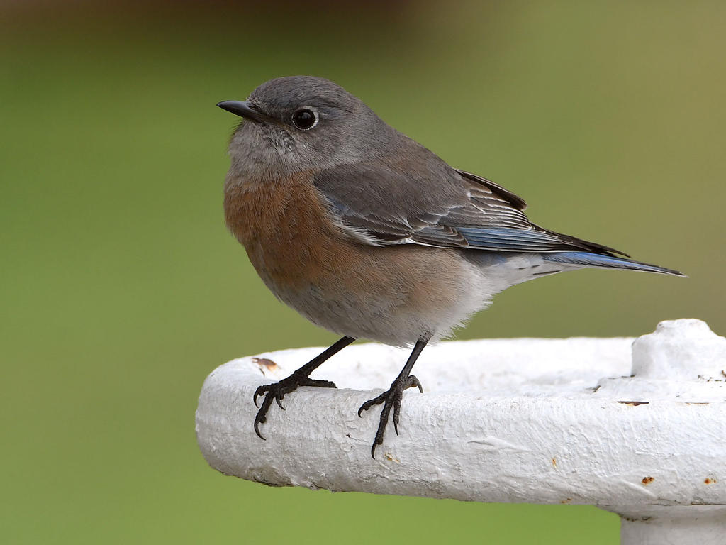 Bluebird.jpg